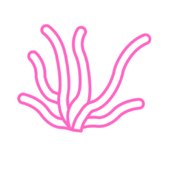 Tảo
