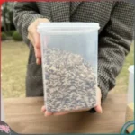 Hộp nhựa Nakaya dáng cao 1.3L - Hàng nhập nội địa Nhật Bản - Ảnh 3