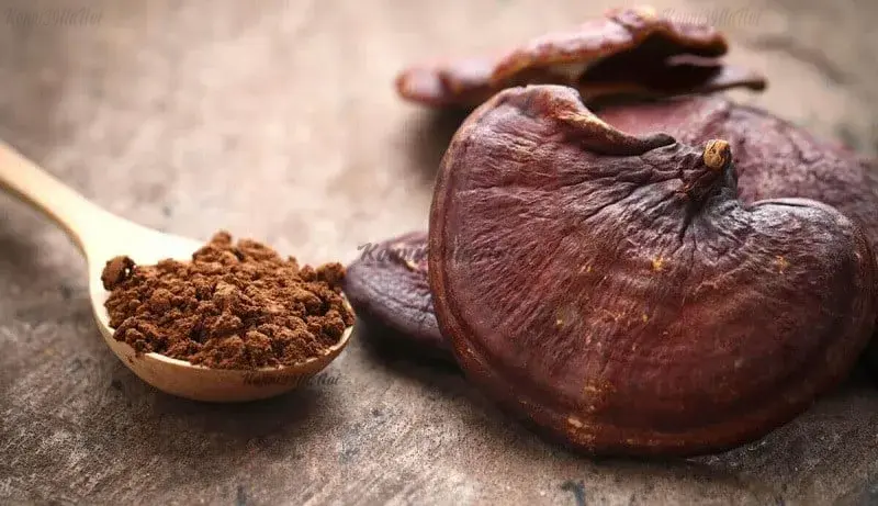 Lợi ích của Nấm linh chi