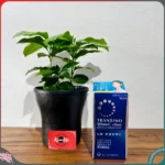 Viên uống trị nám Transino White C Clear trắng da 120 viên - Ảnh 6