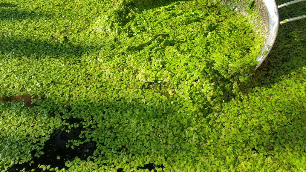 Bèo tấm (Lemnaceae)