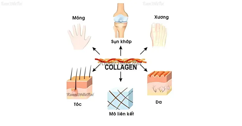 cong_dung_collagen_b8be173781b24d188f0c0dc36b2c0404_1024x1024 Công dụng của collagen đối với các bộ phận trong cơ thể