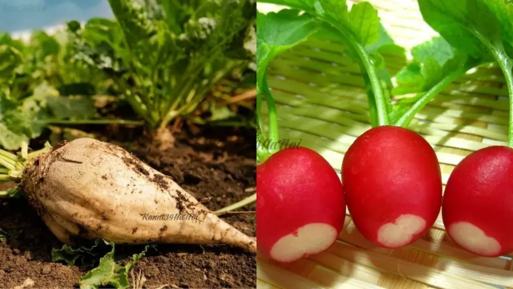 Củ dền/Củ cải đường (Beets)