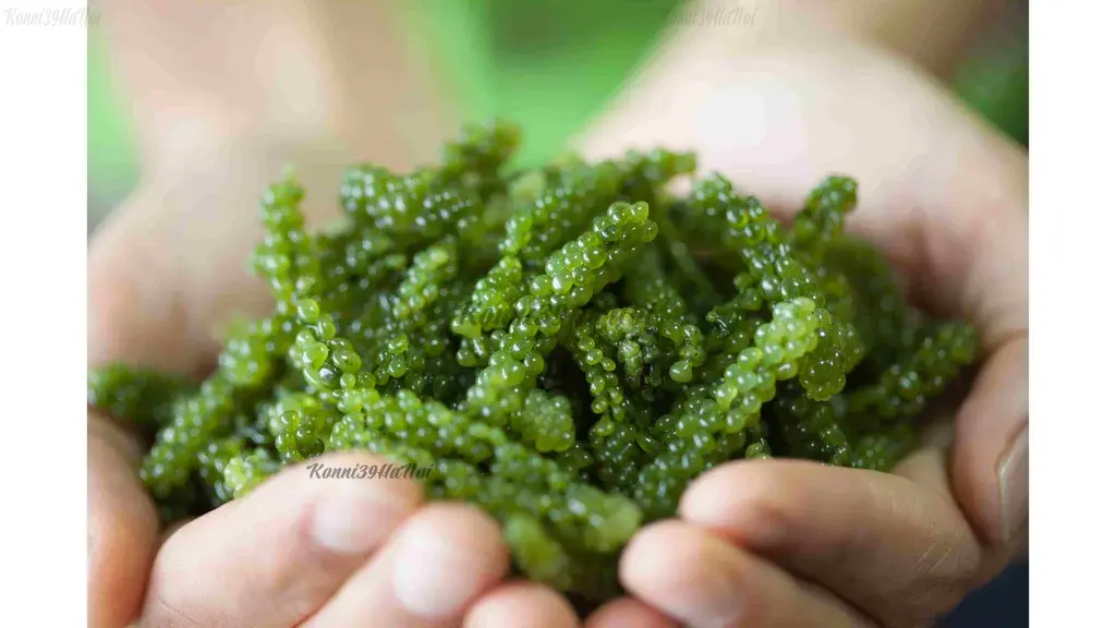 Tảo xoắn Nhật Bản