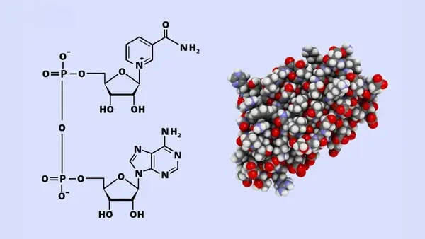 Hình ảnh mô phỏng phân tử NMN