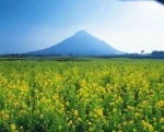 Dầu ăn hoa cải Ajinomoto 1L - Hàng nhập nội địa Nhật Bản - Ảnh 3