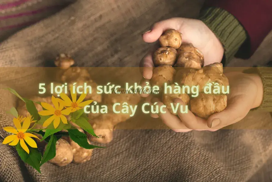 5 lợi ích sức khỏe hàng đầu của cây Cúc Vu