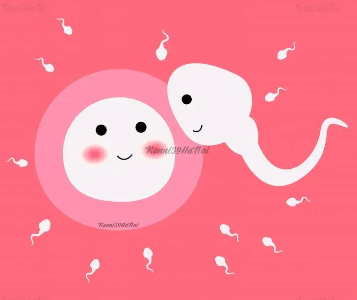 NMN Cải thiện sản sinh tế bào trứng đối với nữ giới