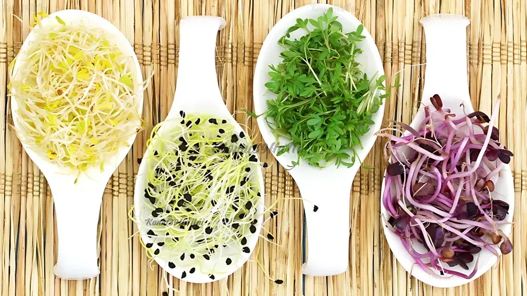 Rau mầm (Microgreens)