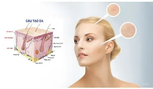 truc-cua-da-la-mot-he-thong-phuc-tap_9ed44aeb0e984eacbf104b418ebf8f9d_grande Cấu trúc của da là một hệ thống phức tạp