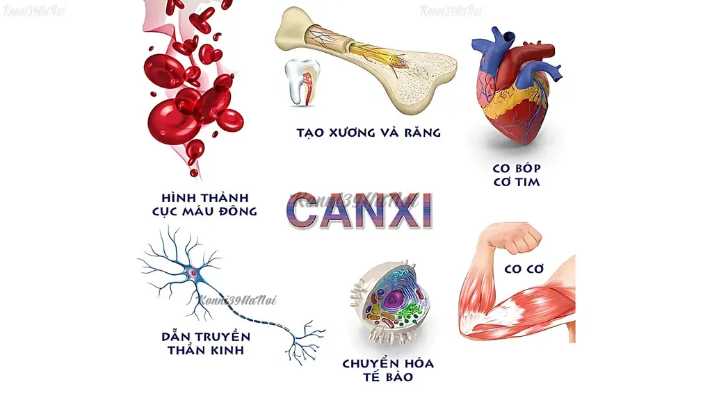 Vai trò của Canxi đối với cơ thể